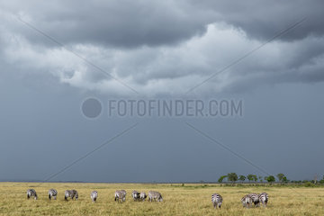 Grant's zebras under a stormy sky - Masai Mara Kenya