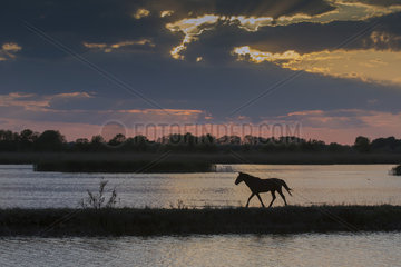 Landscape with Free Horse  At dusk in spring  Danube Delta  Romania