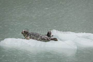 Seal and young on ice floes - Arctic