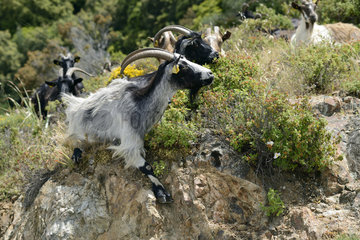Corsican goats in the bush - Gulf of Porto Corsica France