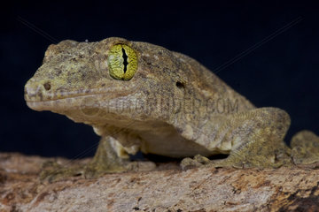 Portrait of Giant pacific gecko (Gehyra vorax)  Moluk islands  Indonesia