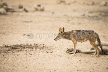 Black-backed Jackal (Canis mesomelas) and Eland carcass  Kgalagadi transfrontier park  South Africa
