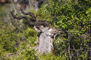 Greater kudu (Tragelaphus strepsiceros) eating foliage  Kruger National Park  South Africa