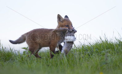 Cub Red Fox with a rabbit in the mouth at spring - GB