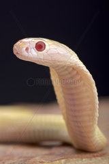 Cobra albino