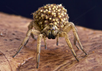 Wolf spiders carry their babies on their back as an extra protection against any would be predators.