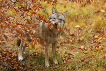 Eurasian wolf (Canis lupus) in fall  Bayerischer Wald  Bavaria  Germany