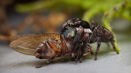 Jotus auripes male jumping spider eating a fly - Australia