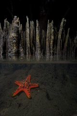Gnarled large Sea Star (Proteaster nodosus) coral reef near mangrove  Bunaken Island  Sulawesi  Indonesia