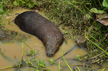 Capybara in a swamp - French Guiana
