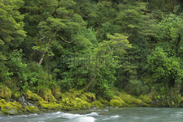 Temperate rainforest  South Island  New Zeland