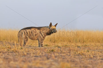 Striped Hyena in the savannah - Blackbuck NP India