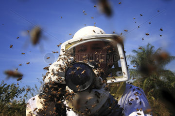 Killers Africanized Honeybees. The photographer Eric Tourneret and his camera are unceasingly attacked. Panama