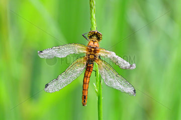 Dragonfly distorted due to an emergence problem. Prairies of the Fouzon. Loir and Cher. la France