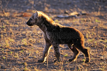 Young Spotted Hyena at dusk - Kruger South Afric