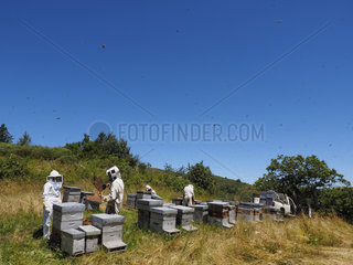 Beekeeping - Summer inspection of an apiary in the mountains. On average  each hive is inspected every three weeks during the production of honey.