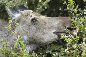 Portrait of Alaskan Moose eating foliage - Denali Alaska