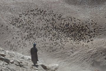 Shepherd and herd of Pashmina Goats  Changthang Plateau  Ladakh  Himalayas  India