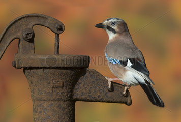 European Jay perched on an old water pump in autumn - GB