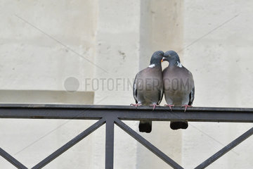 Wood pigeon (Columba palumbus)  couple on a balustrade  France