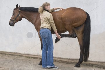 Pferd Osteopathie für ein französisches Sattelpferd