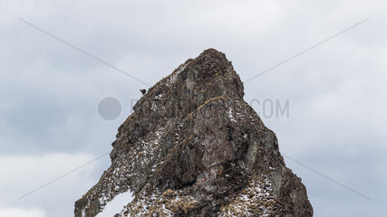 Chamois (Rupicapra rupicapra) on a steep summit  Alpes  France