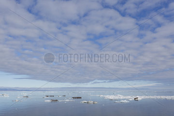 Pacific Walrus (Odobenus rosmarus divergens) on ice  krasin bay  Wrangel Island  Chukotka  Russia