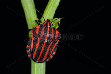 Shield bug (Graphosoma lineatum). Habitat: on the Umbelliferae. Pyrenees  France