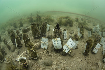 Archaeological excavations at a place of Roman worship in Lake Bourget  Savoie  France