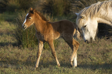 Wild Horse of Camargue (Equus caballus) and foal