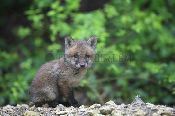 Fox cub sitting at the entrance of the burrow Yonne France