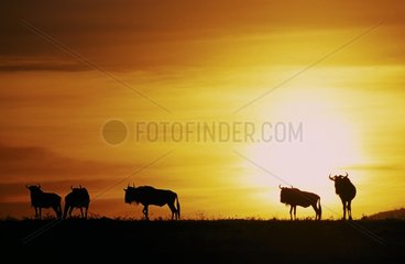 Wildebeest in the savannah at sunset