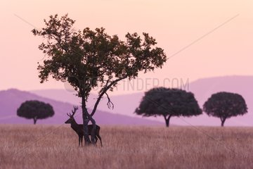 Red Deer at sunrise in autumn - Spain