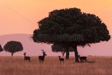 Red Deers at sunrise in autumn - Spain