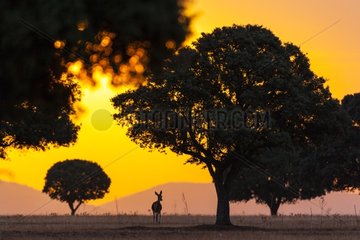 Red Deer at sunrise in autumn - Spain