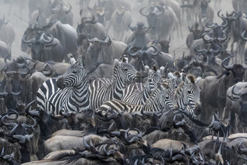 Grant's zebra (Equus burchelli granti)  herd of migration with wildebest  Masai-Mara game reserve  Kenya