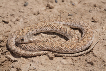 Moila Snake (Rhagerhis moilensis)  Ouarzazate  Morocco