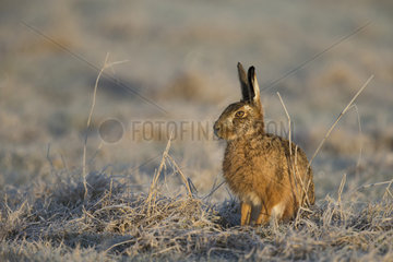 Brown Hare sitting in a frozen meadow - GB