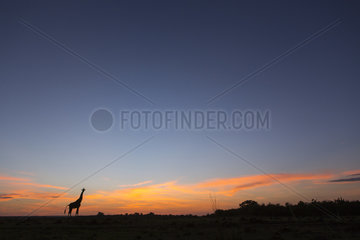 Masai giraffe at sunrise - Masai Mara Kenya