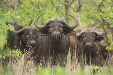 African Buffalo (Syncerus caffer) in savanah  Kruger  South Africa