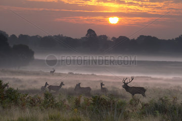 Stag Red Deer and hinds in the morning mist in autumn - GB