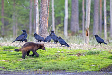 Wolverine and Ravens in undergrowth - Finland
