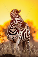 Burchell's zebra (Equus quagga burchellii) at dusk  Kruger National Park  South Africa