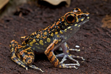 Spotted stream frog (Hylarana picturata)  Borneo