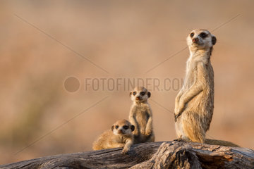 Meerkat babysitting pups - Kalahari South Africa