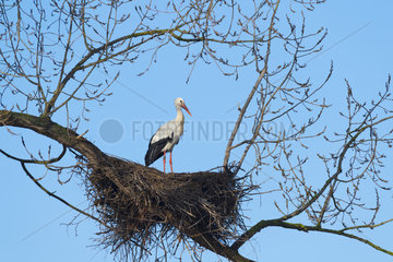 White Stork on nest  Ciconia ciconia  Hesse  Germany  Europe