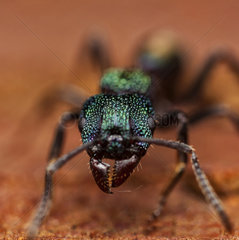 Portrait of a common green ant - NSW Australia