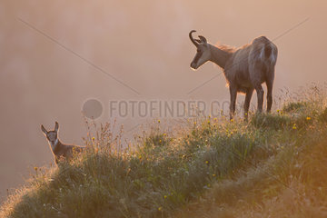 Chamois and young on the stubble - Vosges France