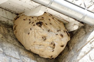 Asian predatory Hornet (Vespa velutina) under the roof of a house  Brittany  France