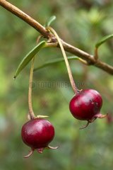 Chilean guava in fruit in a garden - Ugni molinae